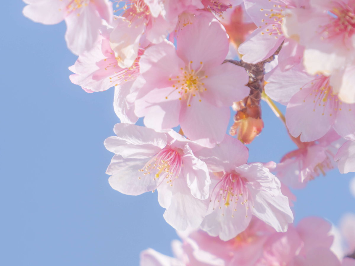青空に咲く桜の花